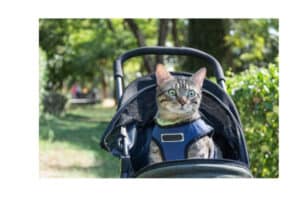 cat stroller