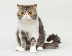 flat faced cat breeds
