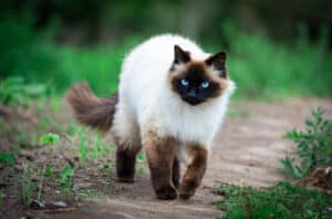 cats with flat faces