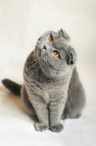 flat face cat