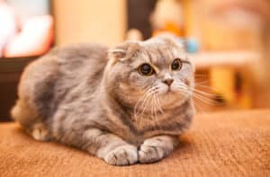 flat faced cats