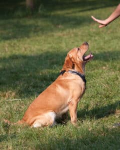 how to stop a dog from barking