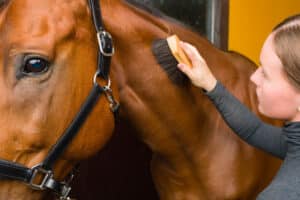 horse brush