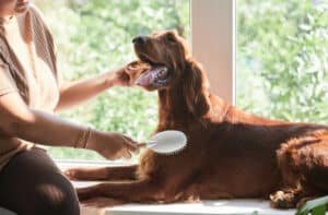 cleaning flea dirt off dog