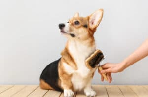 dog brush