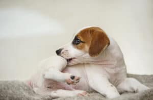dog itching