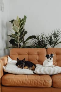how to get rid of flea dirt on dogs