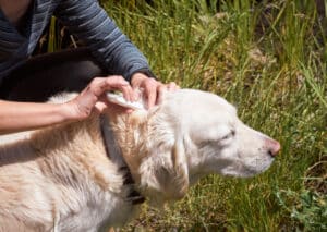 flea dirt on dogs