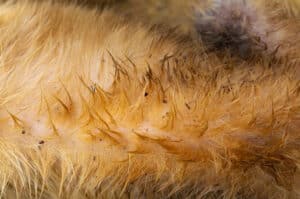 dirt fleas on dogs