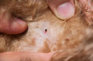 flea dirt dog