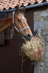 horse toys for stall