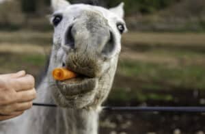 botulism in horses