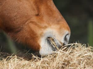 can horses get botulism from hay