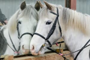 toy for horse