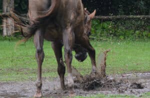 horses toys
