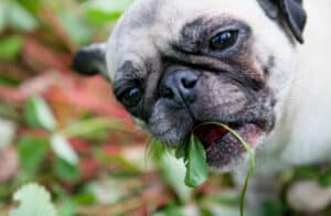 can dogs eat strawberries