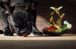 dogs eat strawberries