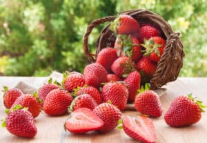 can dog eat strawberries