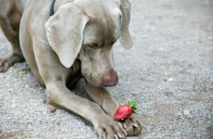 can my dog eat strawberries