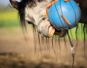 horse toys