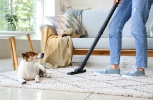 vacuum dog flea dirt