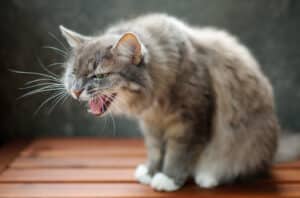 cat breath smells like death