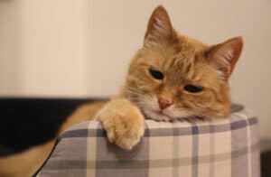 cat pica