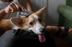 do dogs get heat rash