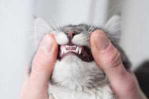 cat teeth
