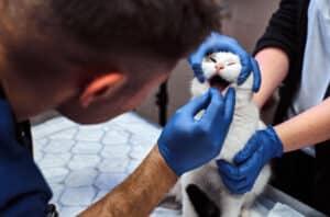 pica cats