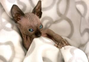 cat chewing