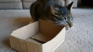what is pica cat