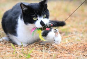 pica cat toys