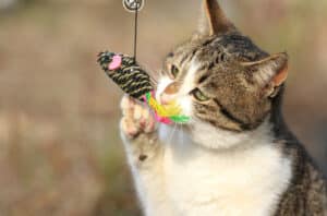 cat toy