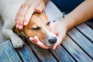 how to tell if a dog has a fever