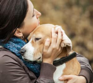 how to tell if dog has fever