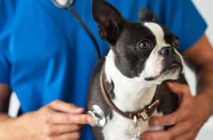 why do dogs chew their paws