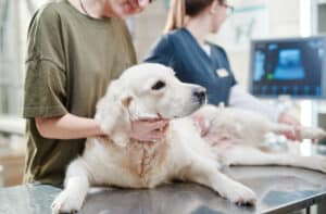 how to know if dog has fever