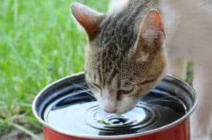 cat licking water
