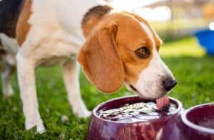 dog heat rash treatment