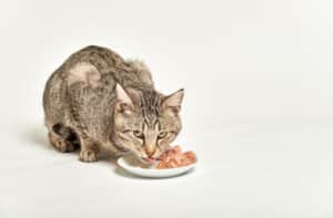 cat eating