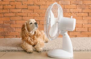 dog heat rash