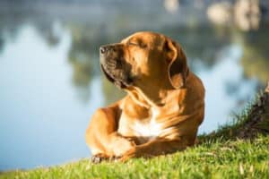 can dogs get heat rash