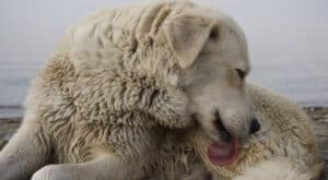 heat rash on dog