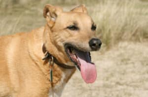 heat rash in dogs