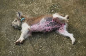 heat rash on dogs