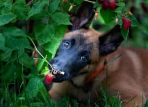 can dogs eat raspberries