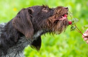 cat dogs eat raspberry