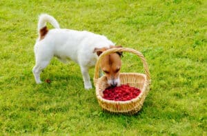 can dog eat raspberry