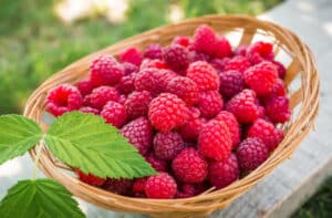 can a dog ear raspberries